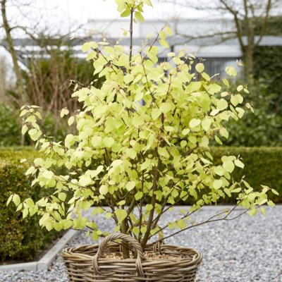 Cercidiphyllum japonicum JWW3 (RA) ®, Katsura