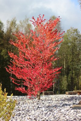 Cercidiphyllum japonicum, Katsura, 150-175 C35