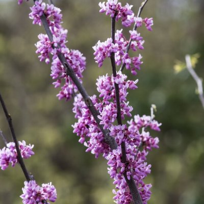 Cercis canadensis Alley Cat
