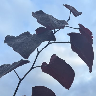 Cercis canadensis Black Pearl ® (Ace of Spades)