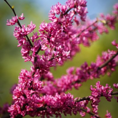 Cercis canadensis