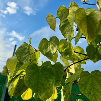 Cercis canadensis Cascading Hearts ®