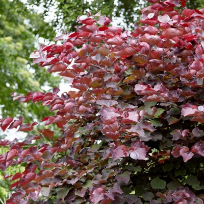 Cercis canadensis Forest Pansy, Amerikanskt Judasträd, 50-60 C5