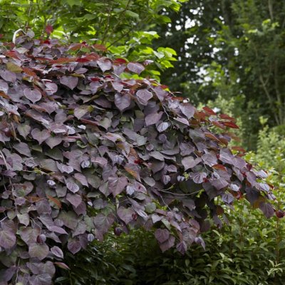 Cercis canadensis Ruby Falls ®