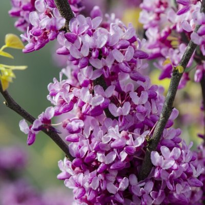 Cercis canadensis The Rising Sun ®