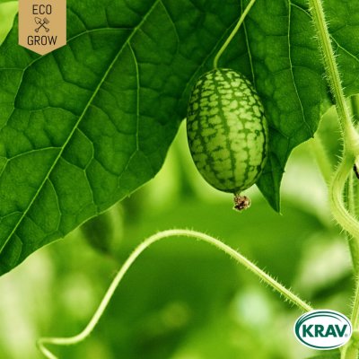 Djungelgurka, Ekologisk