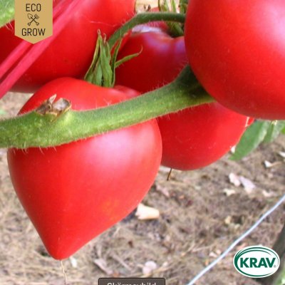 Tomat, Plommon-, Oxheart, Ekologisk