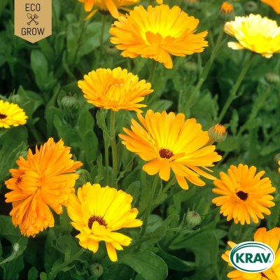 Ringblomma Pot Marigold Mix, Ekologisk