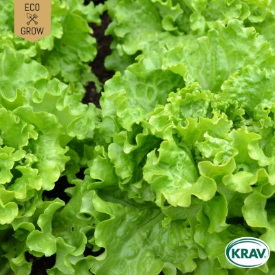 Sallat, Plock-, Salad Bowl, Ekologisk