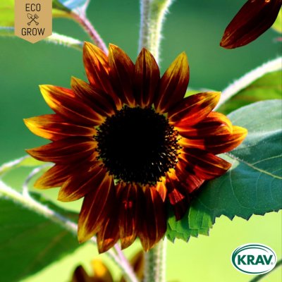 Solros, Autumn Beauty, Ekologisk