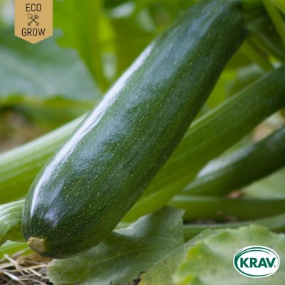 Squash, Black Beauty, Ekologisk