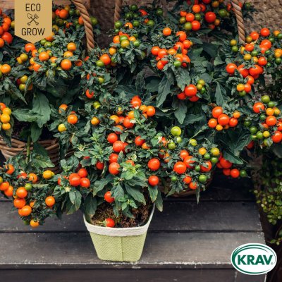 Tomat, Ampel-, Maskotka, Ekologisk