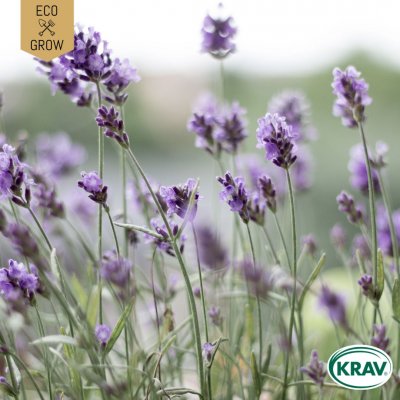 Lavendel, Ekologisk