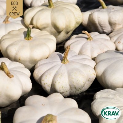 Squash, Mussel-, Pâtison Blanc, Ekologisk