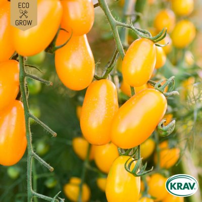 Tomat, Päron-, Dattelwein, Ekologisk