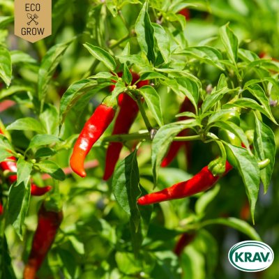 Chilipeppar, De Cayenne, Ekologisk