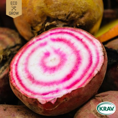 Rödbeta Chioggia, Ekologisk