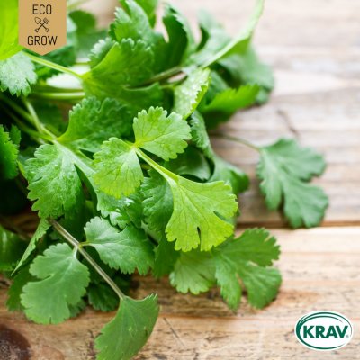 Koriander, Ekologisk