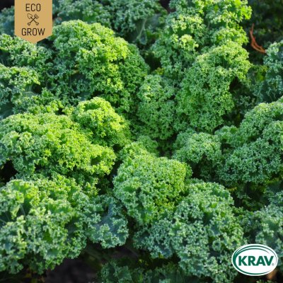 Grönkål, Westland Winter, Ekologisk