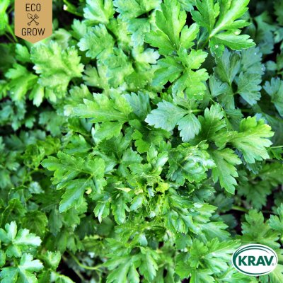 Persilja, Blad-, Gigante d'Italia, Ekologisk