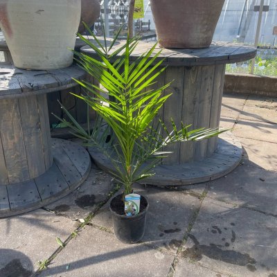 Phoenix canariensis