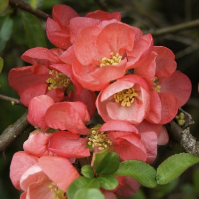 Chaenomeles x superba Salmon Horizon, Hybridrosenkvitten