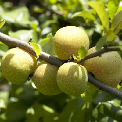 Chaenomeles x superba Salmon Horizon, Hybridrosenkvitten