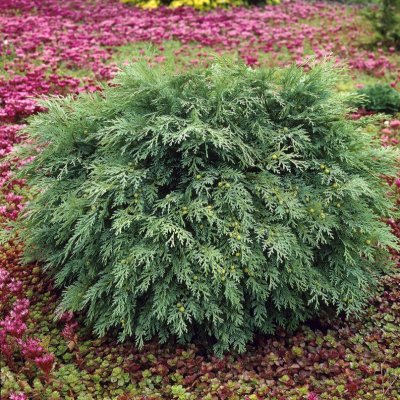 Chamaecyparis lawsoniana Globosa, Ädelcypress