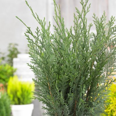 Chamaecyparis lawsoniana Pelt´s Blue, Ädelcypress, 50-60 C3,5