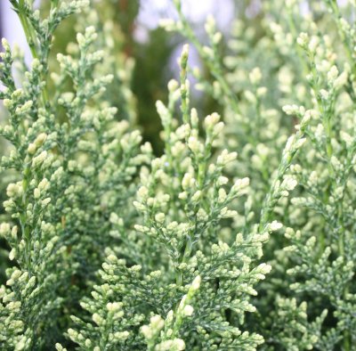 Chamaecyparis lawsoniana White Spot, Ädelcypress, 40-50 C3,5