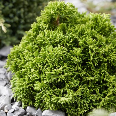 Chamaecyparis obtusa Butterball