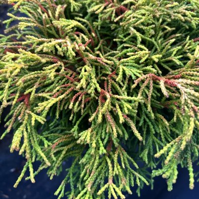 Chamaecyparis obtusa Tsatsumi Gold