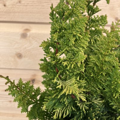 Chamaecyparis obtusa Yellow Teddy Bear, Japansk Ädelcypress