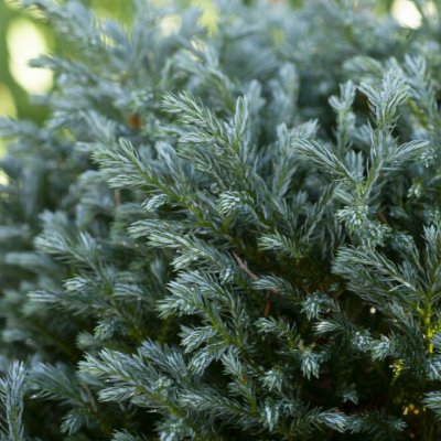 Chamaecyparis pisifera Blue Moon ®