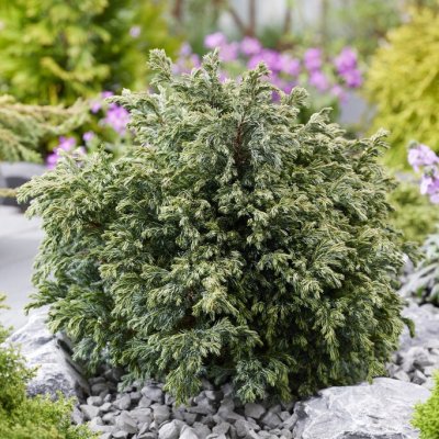 Chamaecyparis pisifera Blue Planet, Ärtcypress