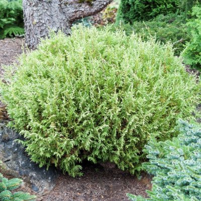 Chamaecyparis pisifera White Pygmy, Ärtcypress, 15-20 C2