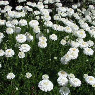 Chamaemelum nobile Ligulosum, Romersk Kamomill, Krukstorlek: 0,5-1L