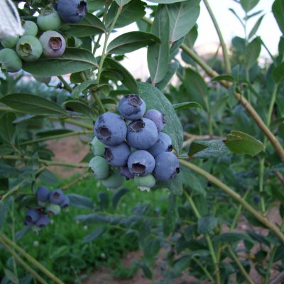 Vaccinium corymbosum Chanticleer