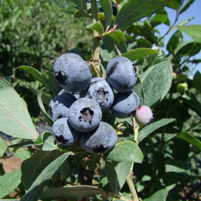 Vaccinium corymbosum Chanticleer