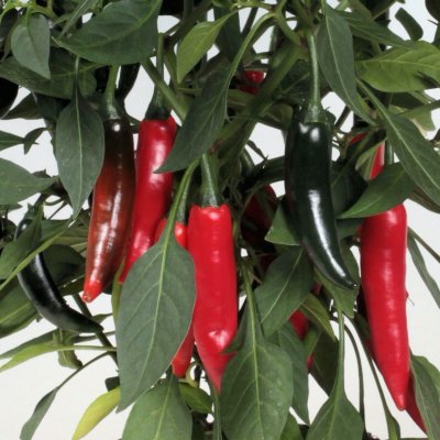 Chilipeppar Cayenetta, Ekologisk