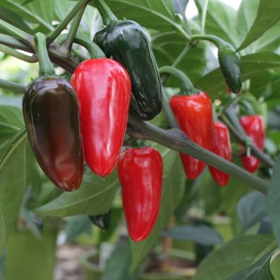Chilipeppar Jalapeno, Ekologisk