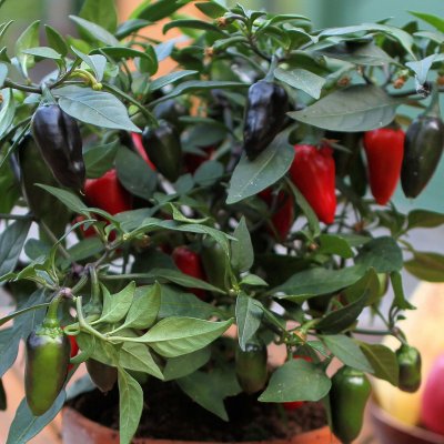 Chilipeppar Black ´n Red, Ekologisk