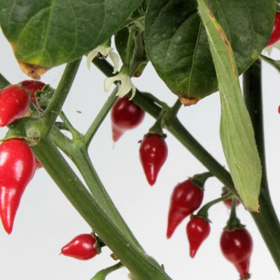 Chilipeppar Biquinho, Ekologisk