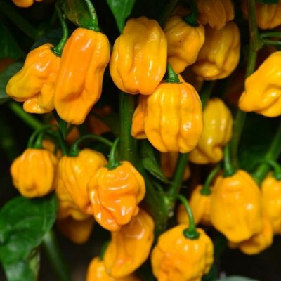 Chilipeppar Numex Suave Orange, Ekologisk