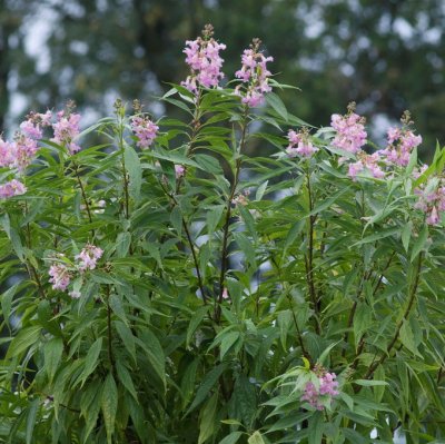 Chitalpa tashkentensis Summer Bells (Minsum), Chitalpa, 110 stam C7,5