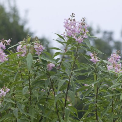 Chitalpa taskentensis Summer Bells, Ökentrumpet