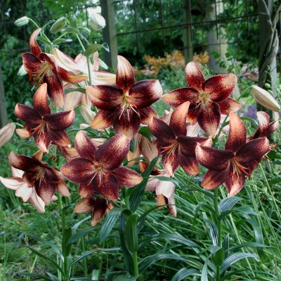 Lilium hybr. Chocolate Event, Asiatisk Lilja, P11cm