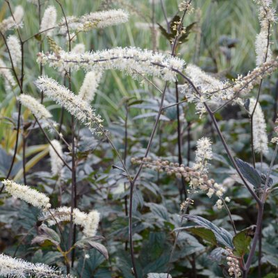 Actaea simplex Queen of Sheba ®, Höstsilverax