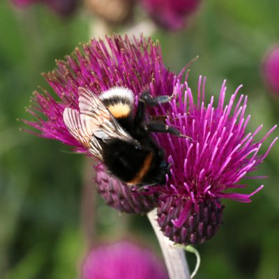 Cirsium rivulare Trevor´s Blue Wonder ®, Bäcktistel, P9cm