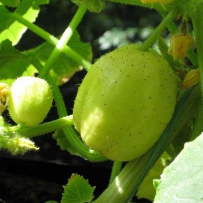 Citrongurka Lemon, Ekologisk